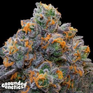 Sementes feminizadas Bluzcotti – Grounded Genetics