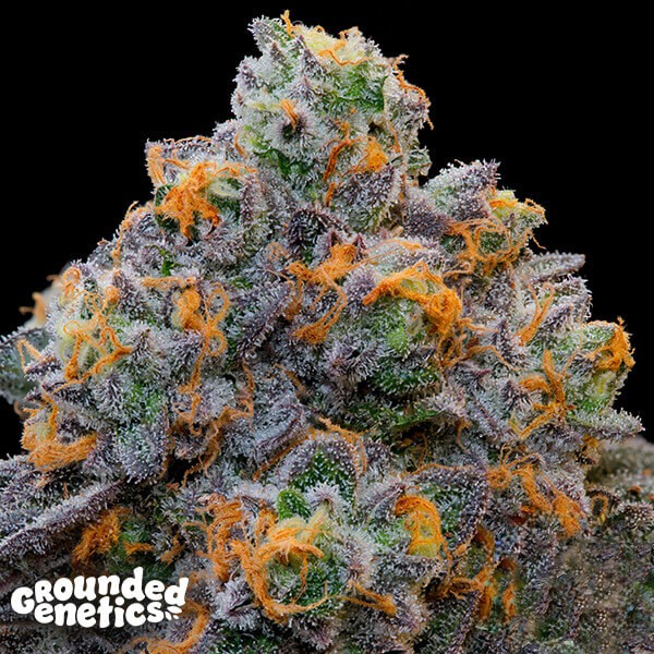 Sementes feminizadas Bluzcotti – Grounded Genetics
