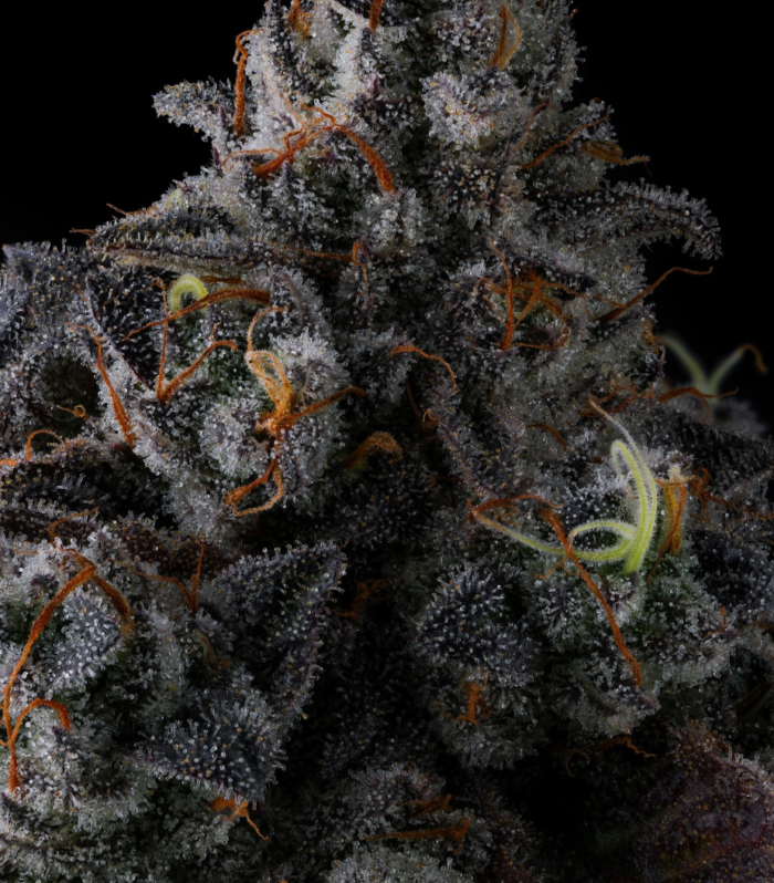 Sementes feminizadas Crystal Chalice – Compound Genetics