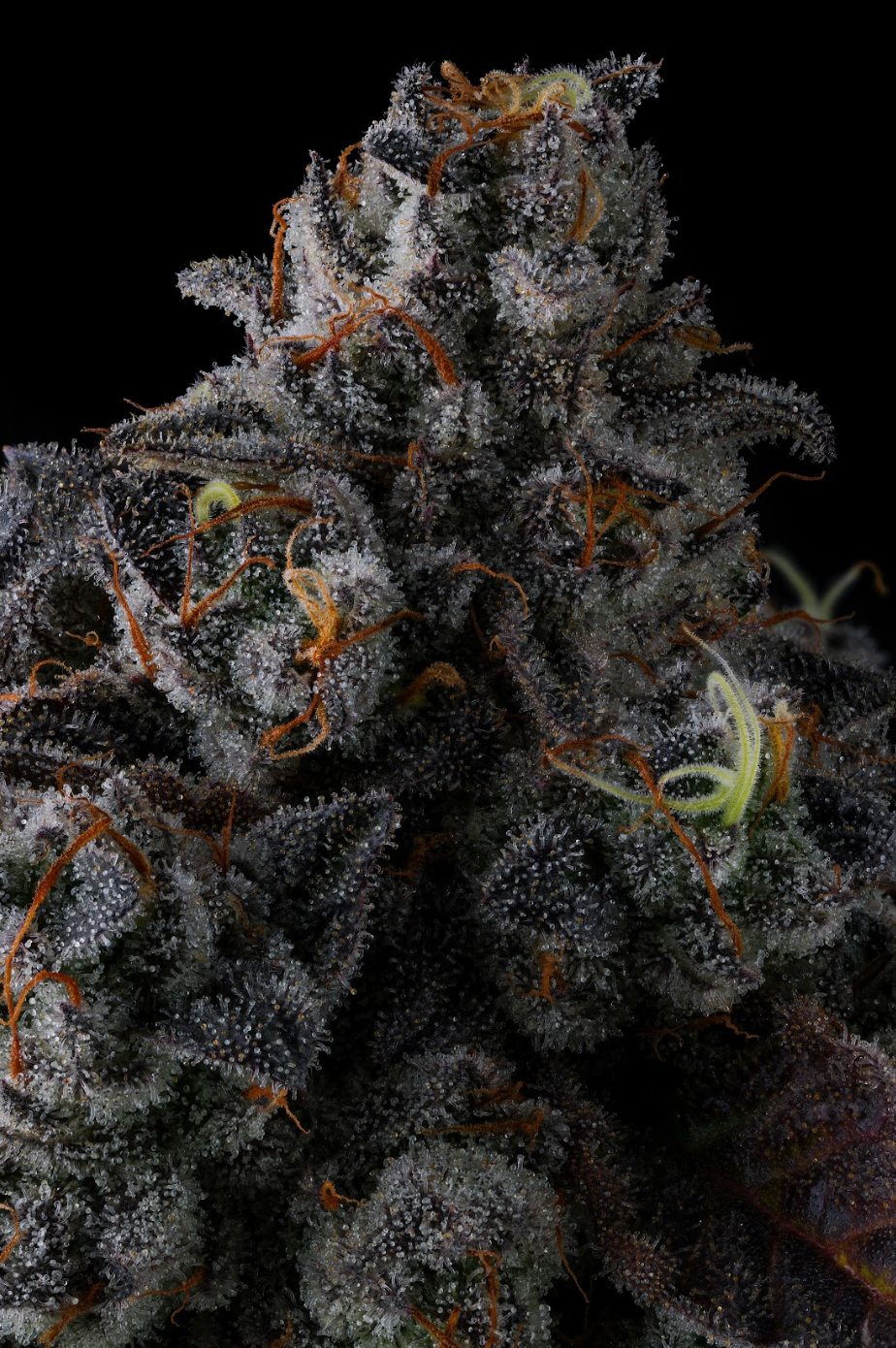 Sementes feminizadas Crystal Chalice – Compound Genetics
