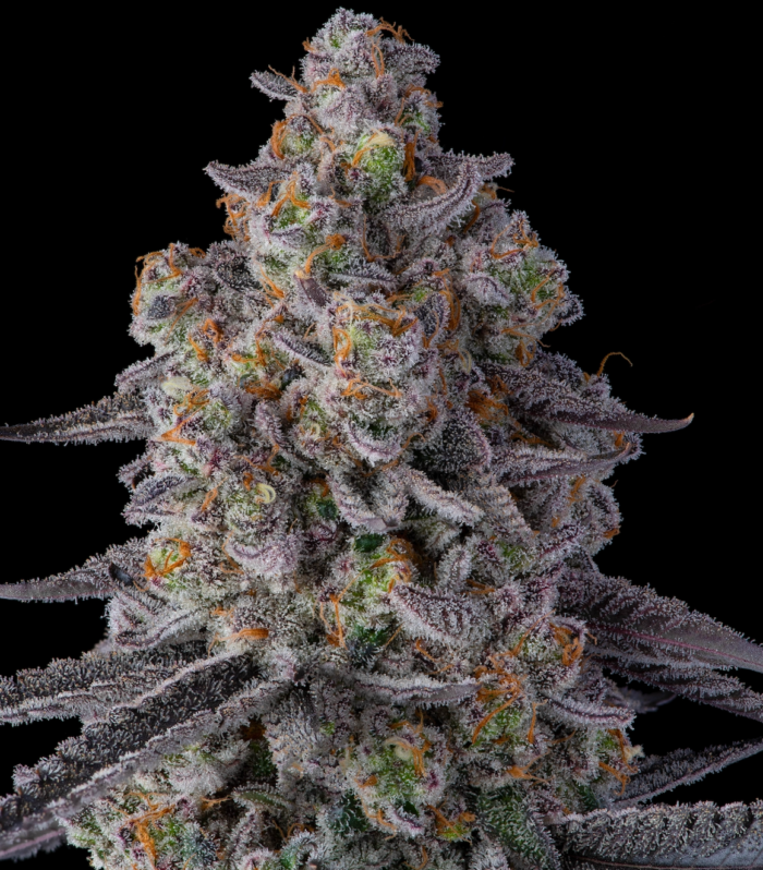 Sementes feminizadas El Chivo – Compound Genetics