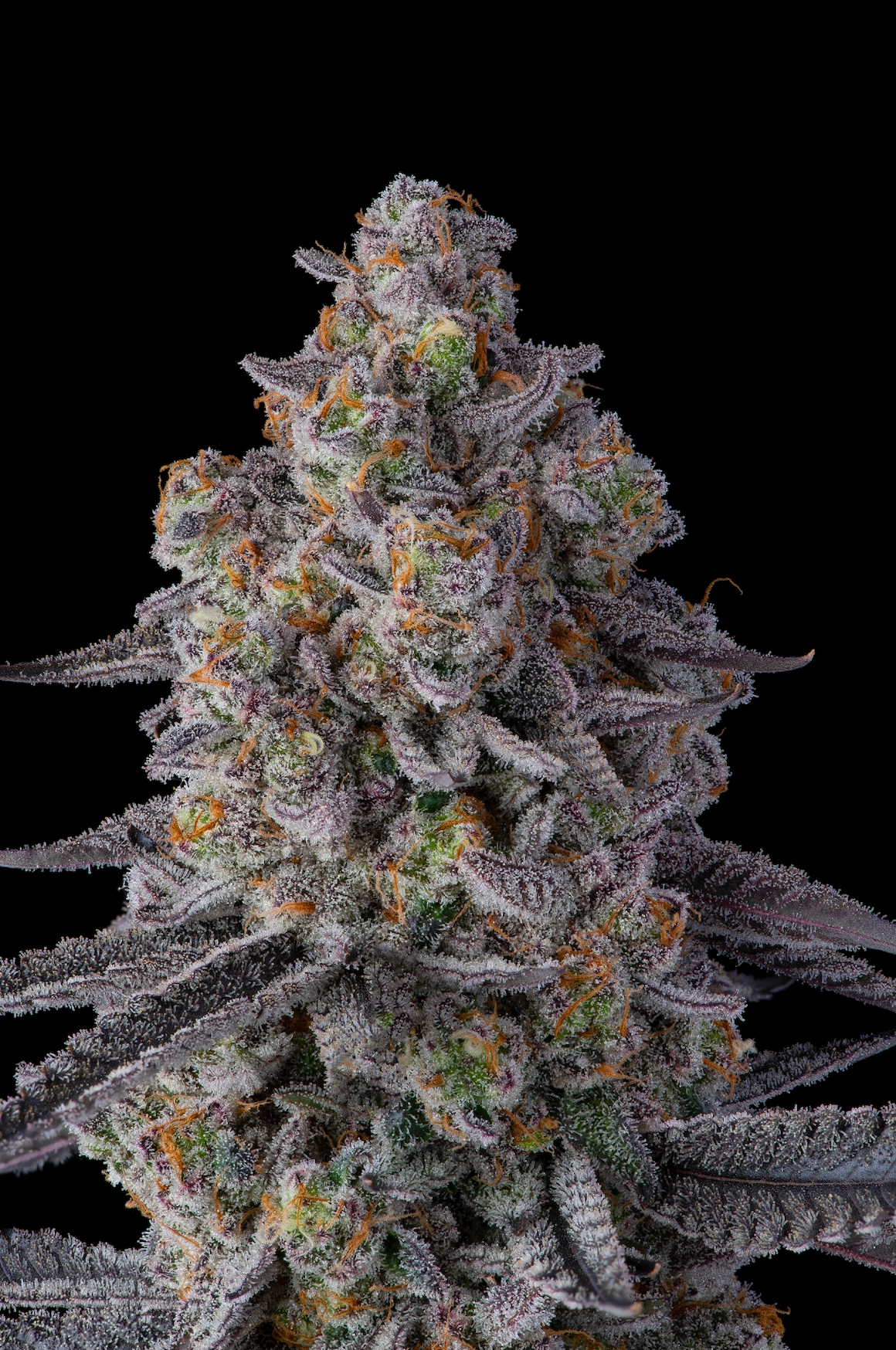 Sementes feminizadas El Chivo – Compound Genetics