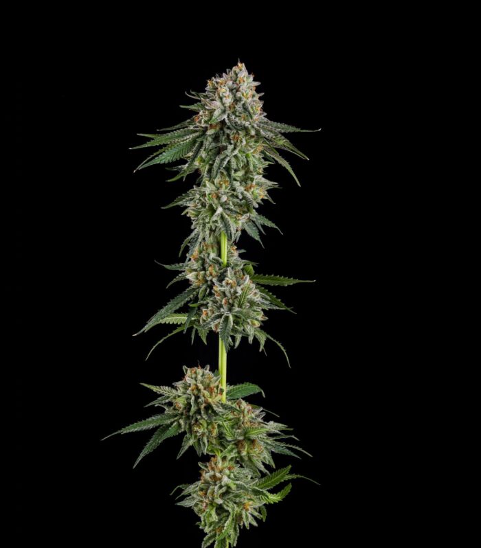 Sementes feminizadas OC Oranges – Compound Genetics