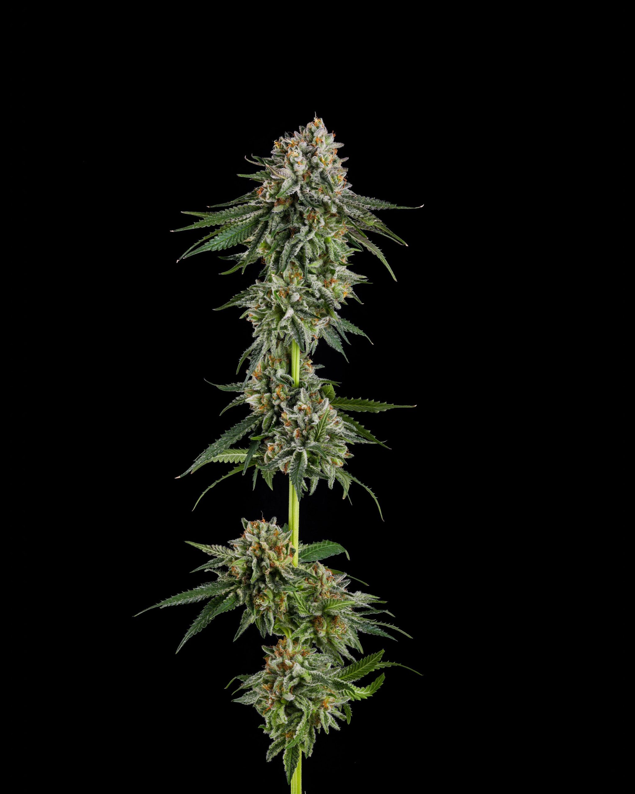 Sementes feminizadas OC Oranges – Compound Genetics