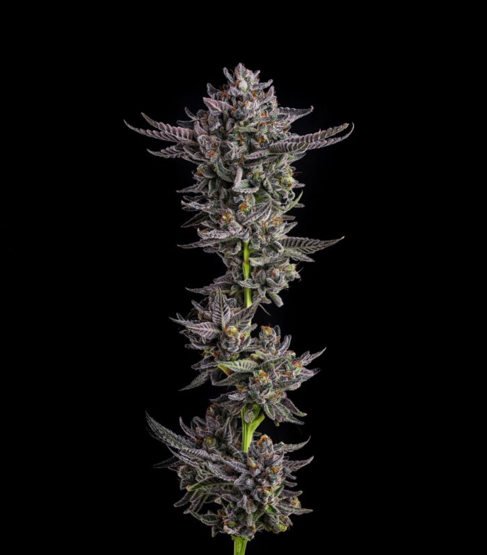 Sementes feminizadas Polar Pop – Compound Genetics
