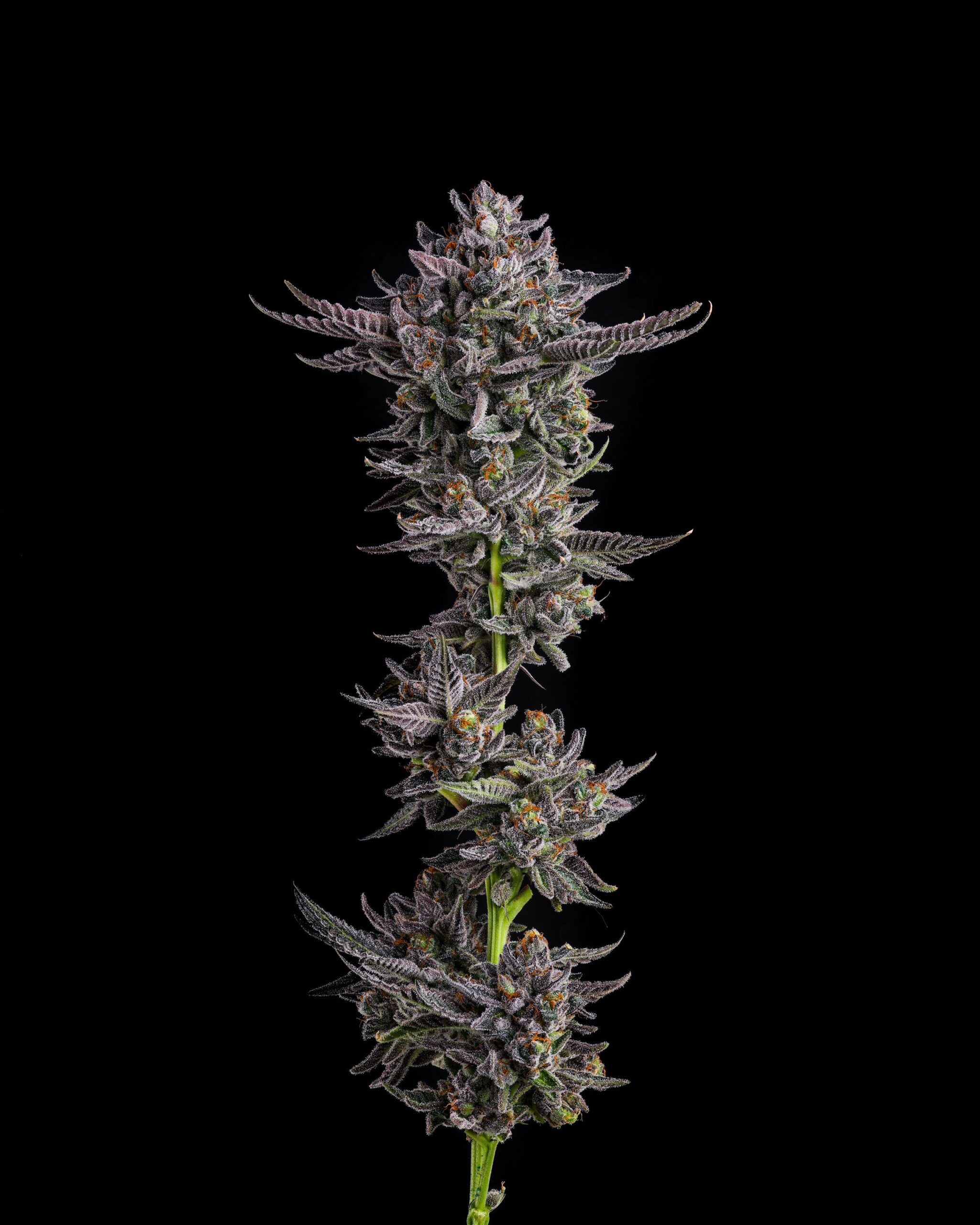 Sementes feminizadas Polar Pop – Compound Genetics