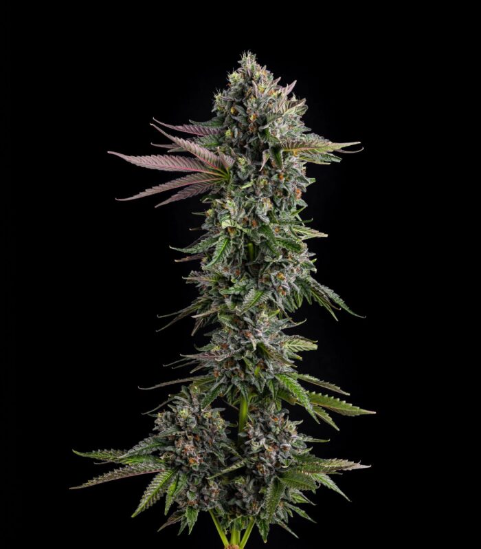 Sementes feminizadas Puffinz – Compound Genetics