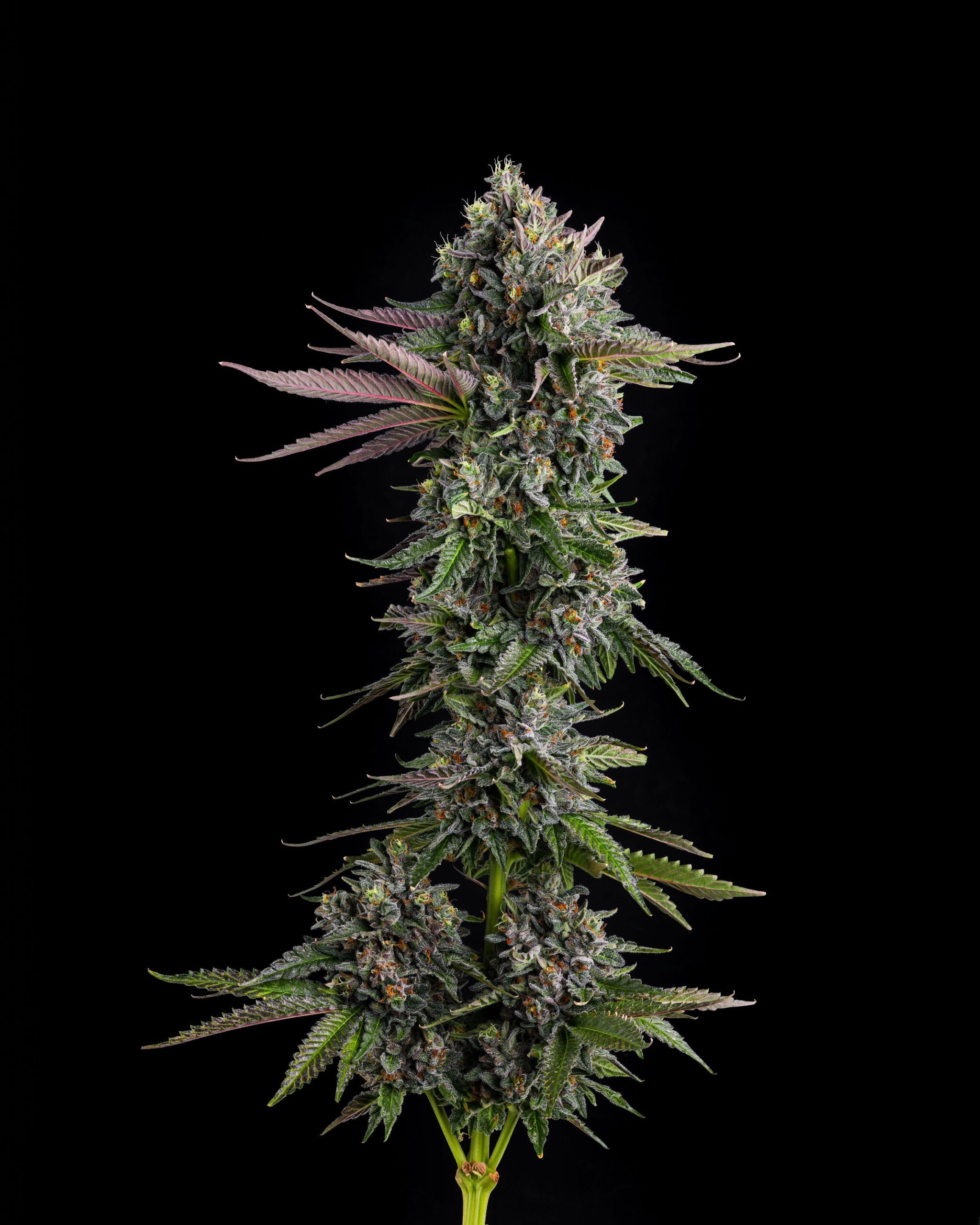 Sementes feminizadas Puffinz – Compound Genetics