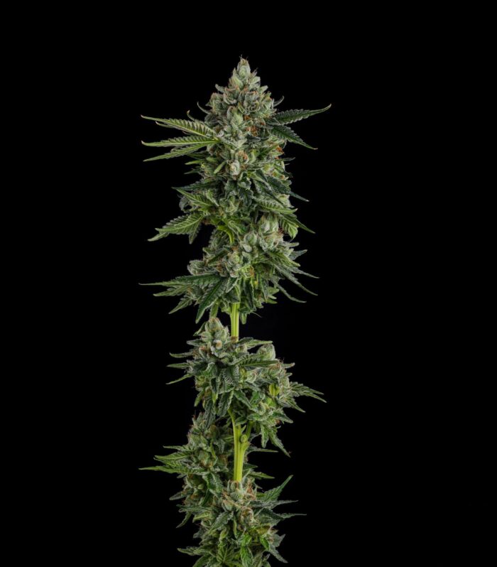 Sementes feminizadas Rose Gold Rackz – Compound Genetics