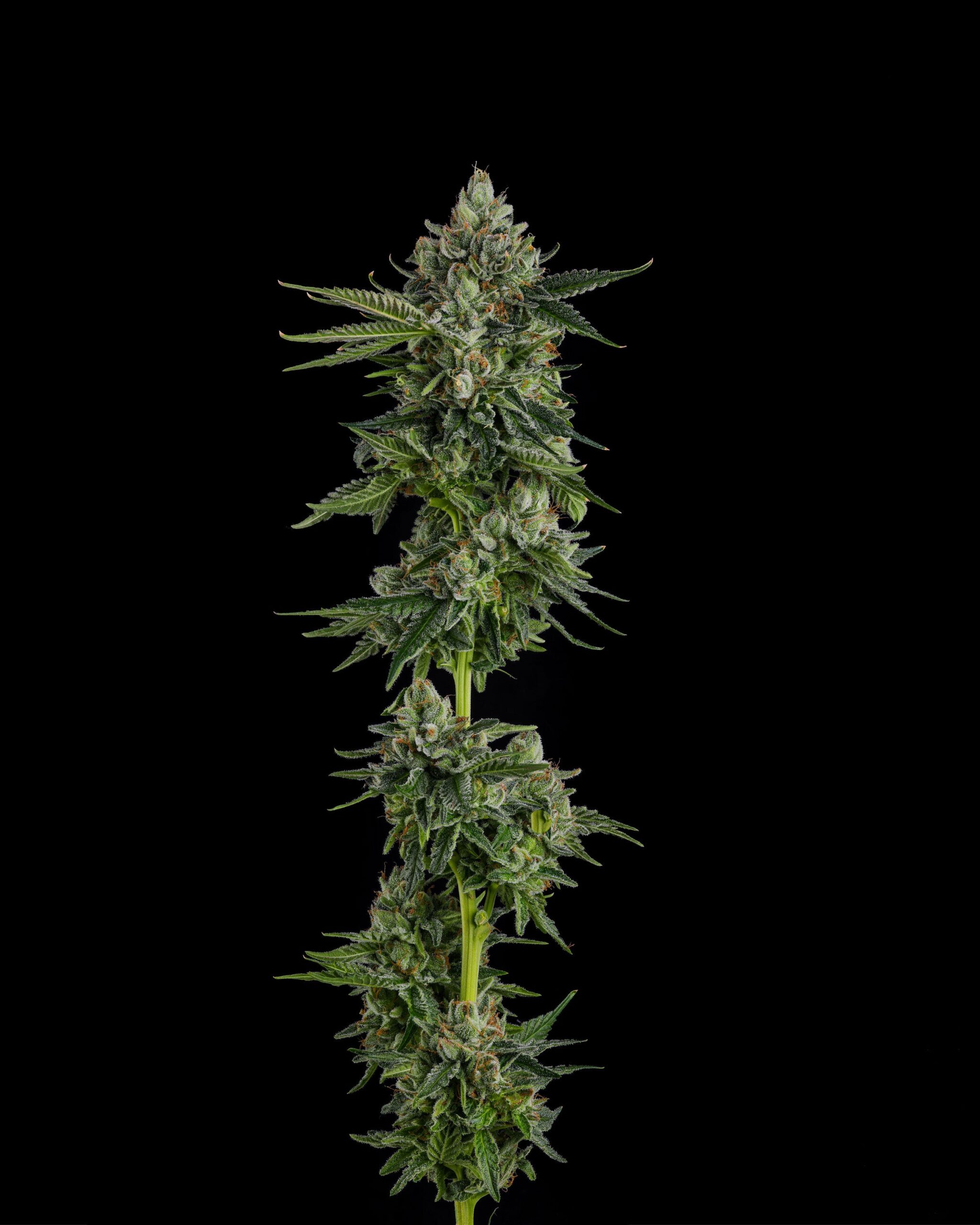 Sementes feminizadas Rose Gold Rackz – Compound Genetics