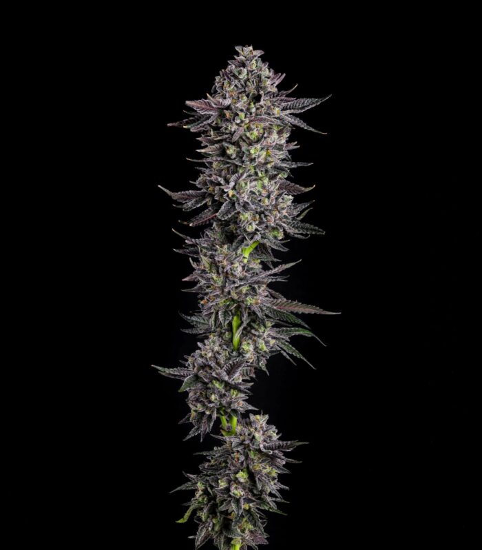 Sementes feminizadas The Scrooge – Compound Genetics