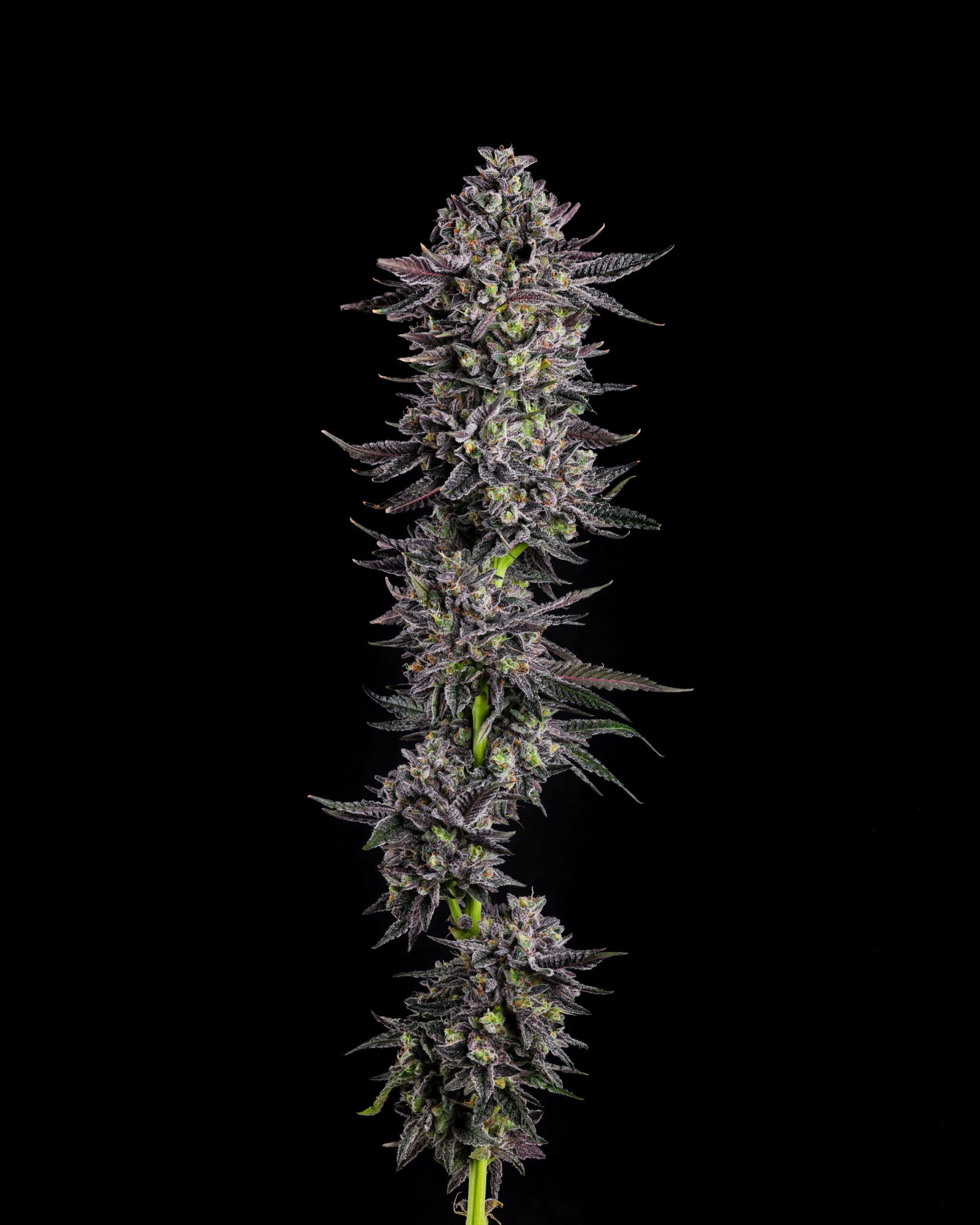Sementes feminizadas The Scrooge – Compound Genetics