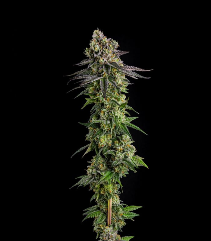 Sementes feminizadas A.B. Parfait – Compound Genetics