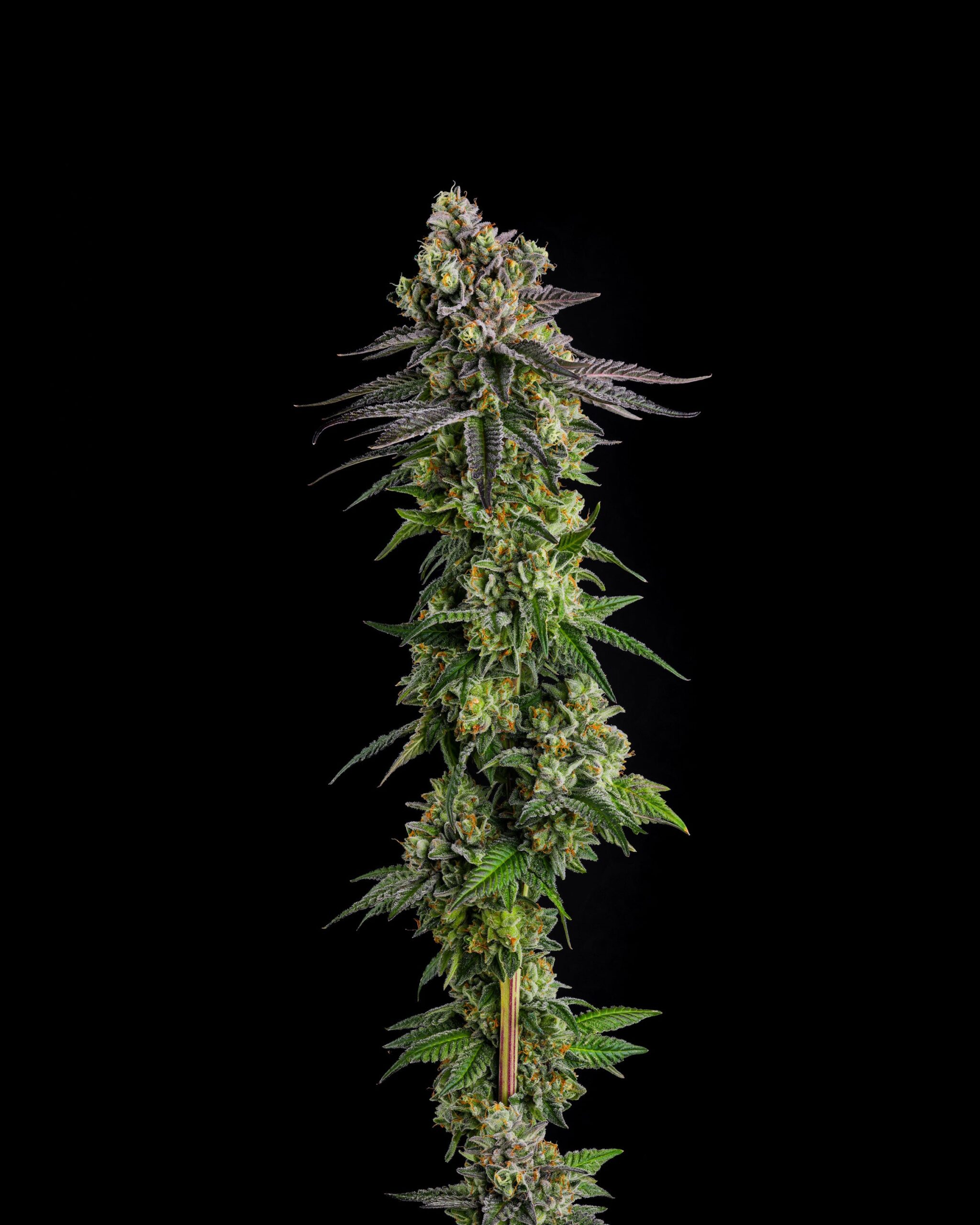 Sementes feminizadas A.B. Parfait – Compound Genetics
