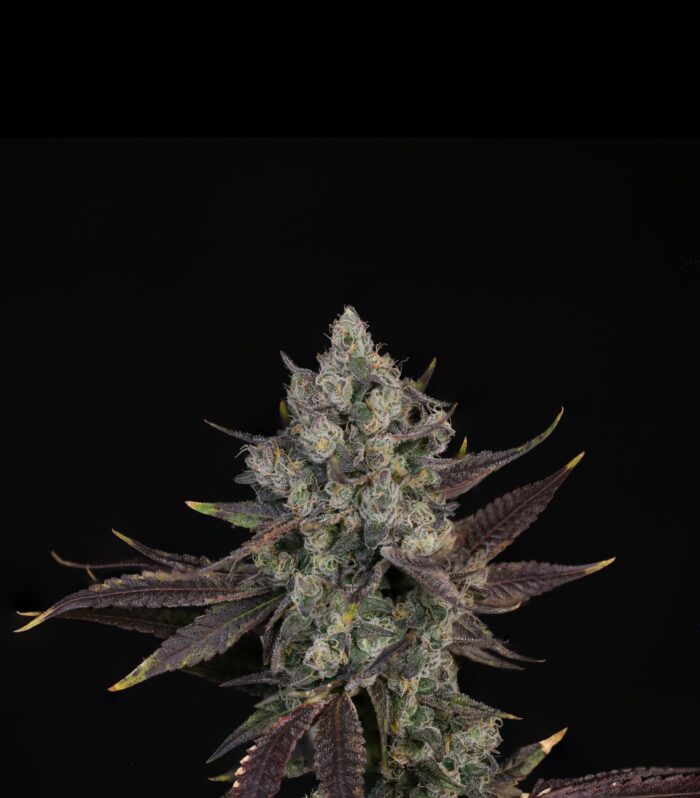 Sementes feminizadas Blue Pavé – Compound Genetics