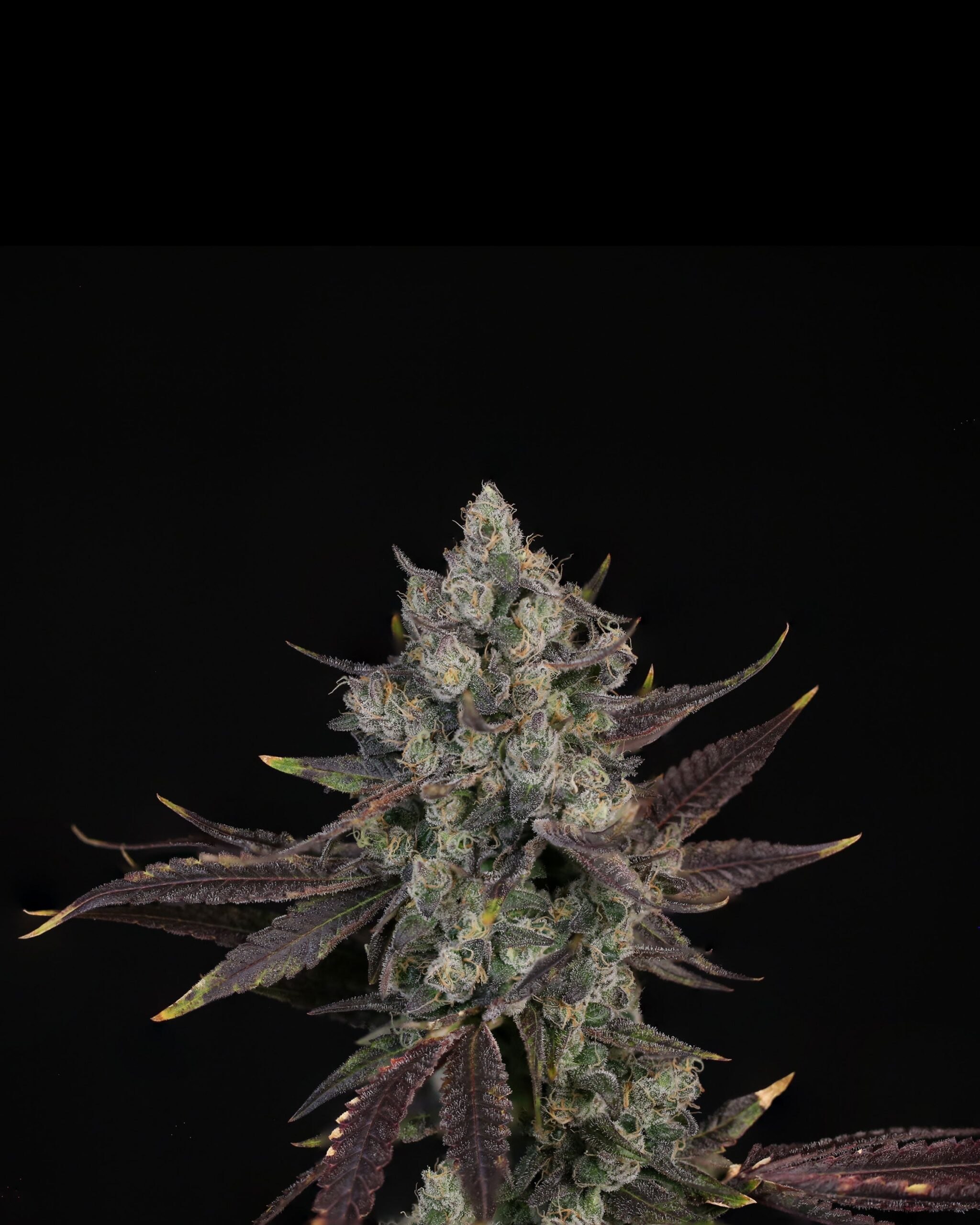 Sementes feminizadas Blue Pavé – Compound Genetics