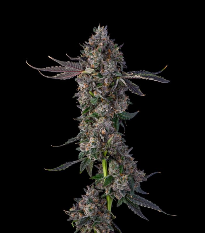 Sementes feminizadas Candy Packz – Compound Genetics