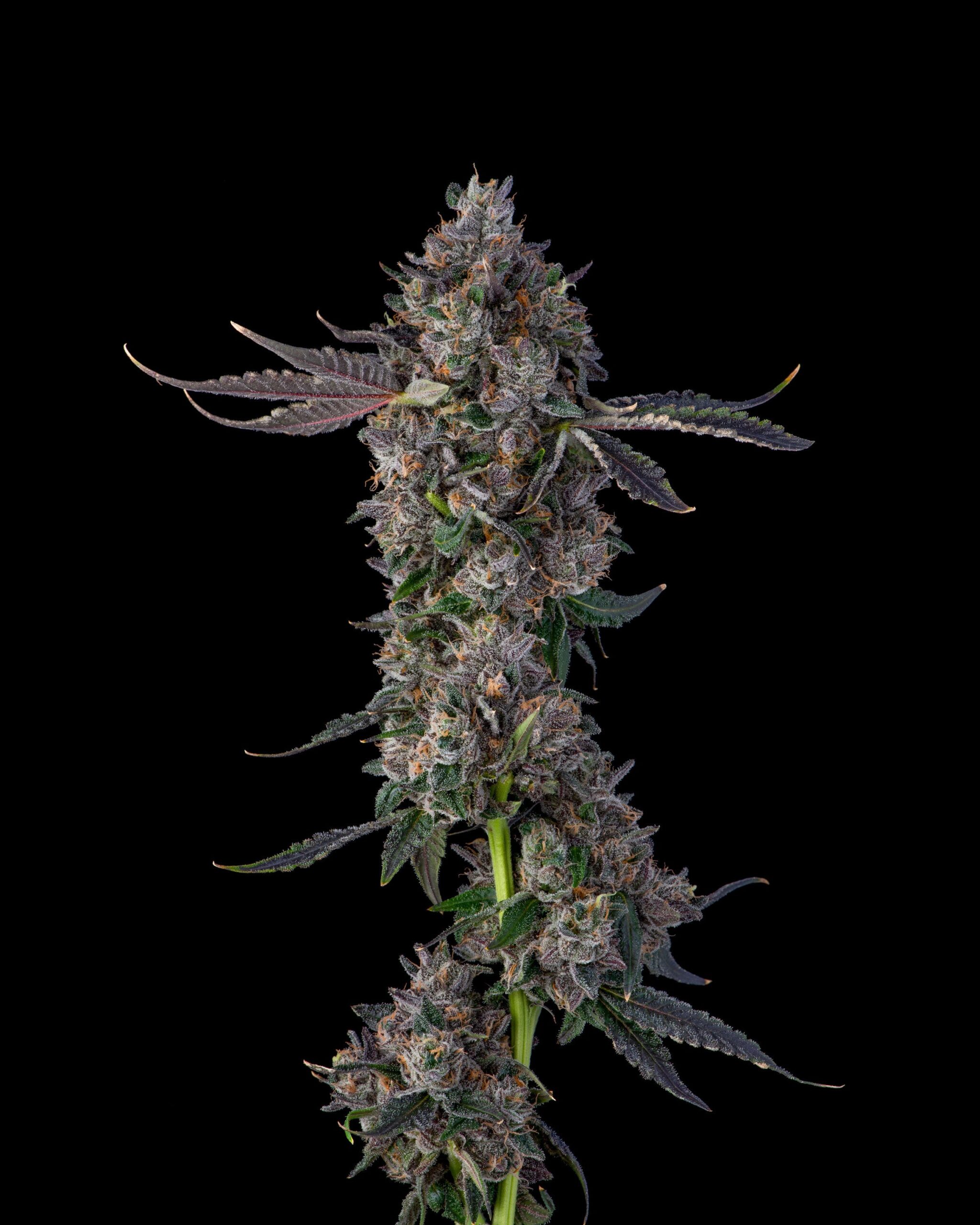 Sementes feminizadas Candy Packz – Compound Genetics