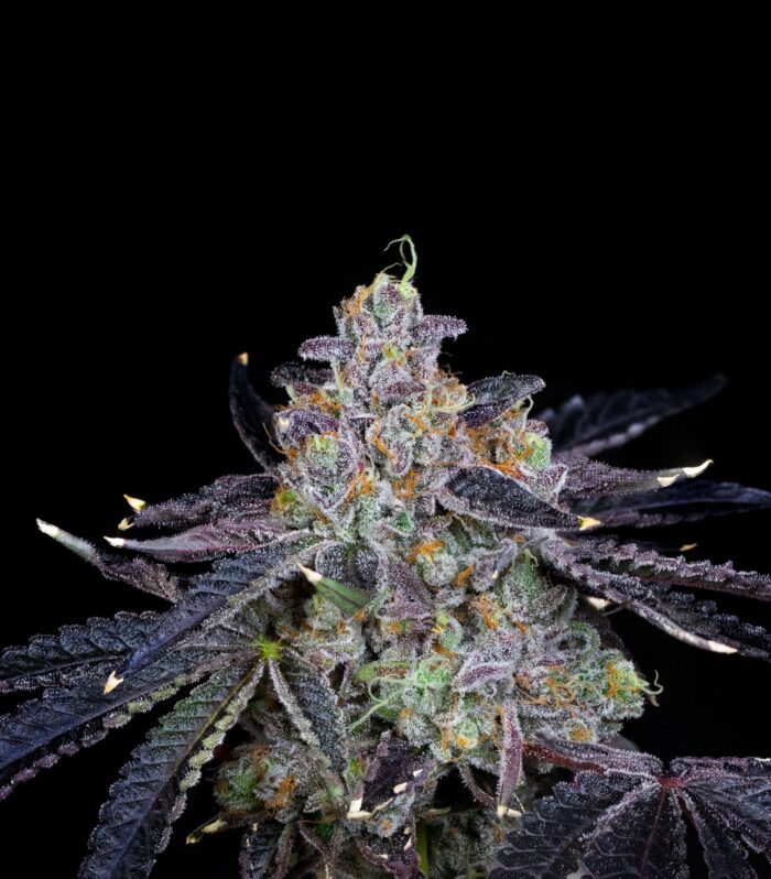 Sementes feminizadas Guava Bomba – Compound Genetics