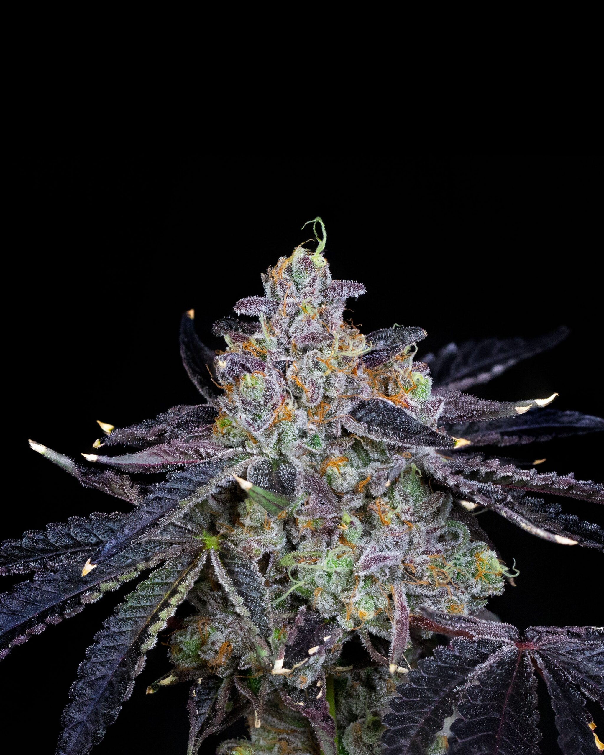Sementes feminizadas Guava Bomba – Compound Genetics