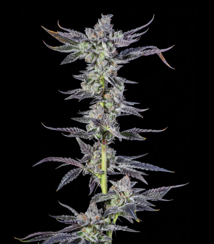 Sementes feminizadas Park Avenue Pavé – Compound Genetics