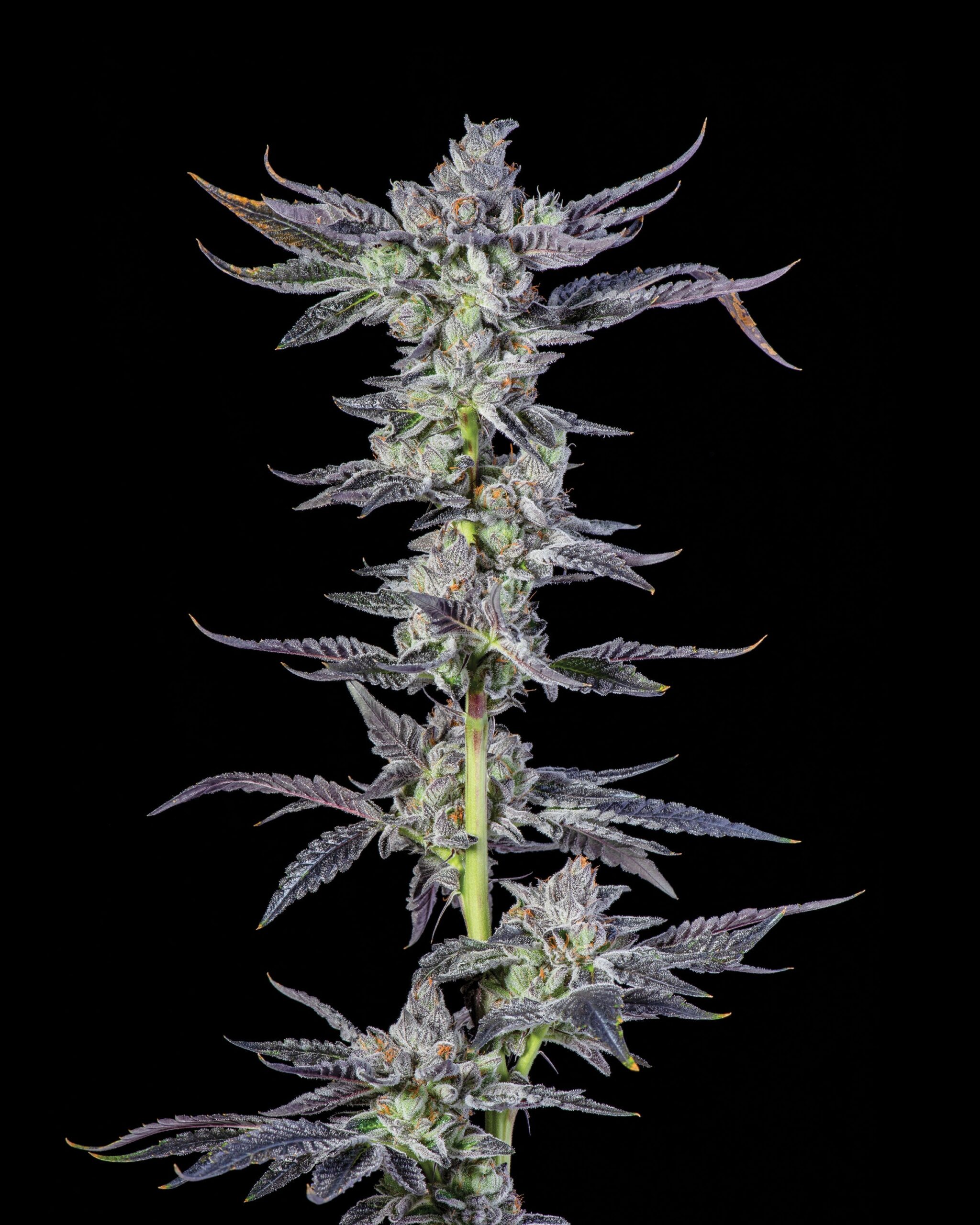 Sementes feminizadas Park Avenue Pavé – Compound Genetics