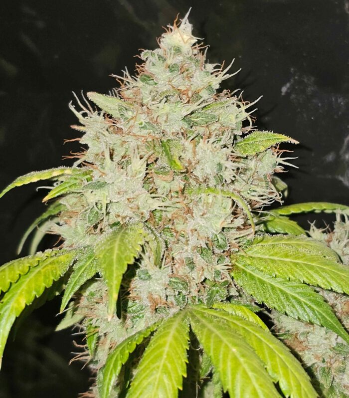 Sementes feminizadas 95 Banger – Karma Genetics