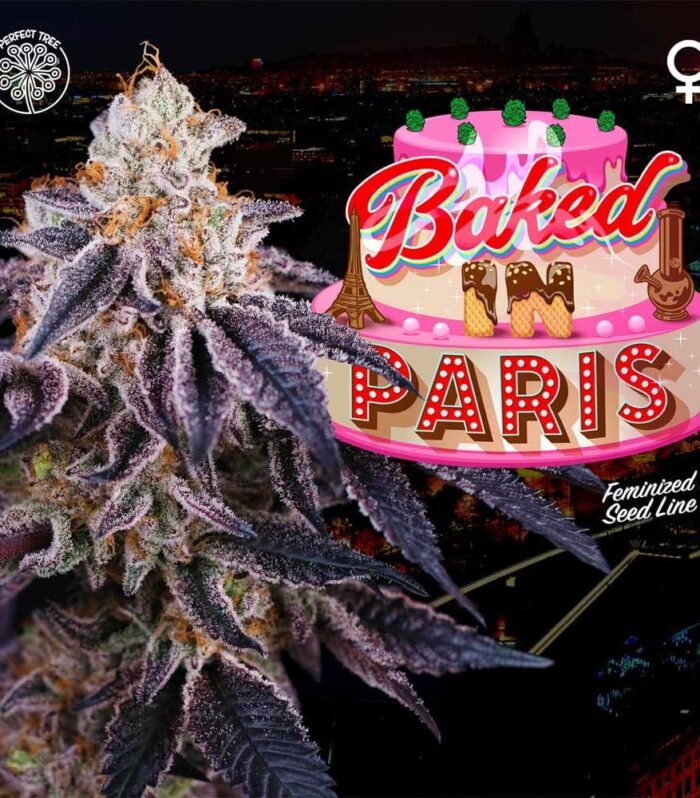 Sementes feminizadas Baked in Paris – Perfect Tree
