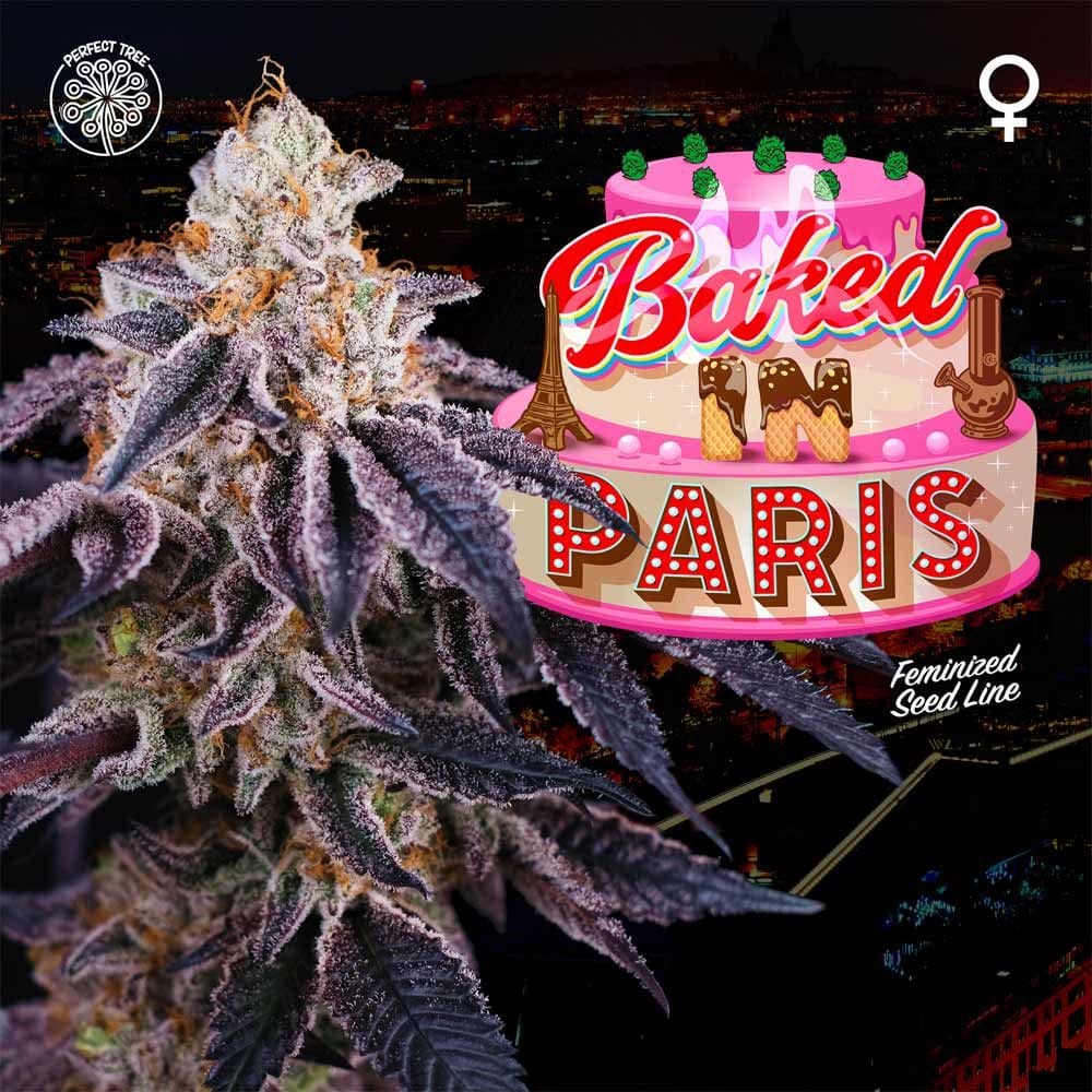 Sementes feminizadas Baked in Paris – Perfect Tree