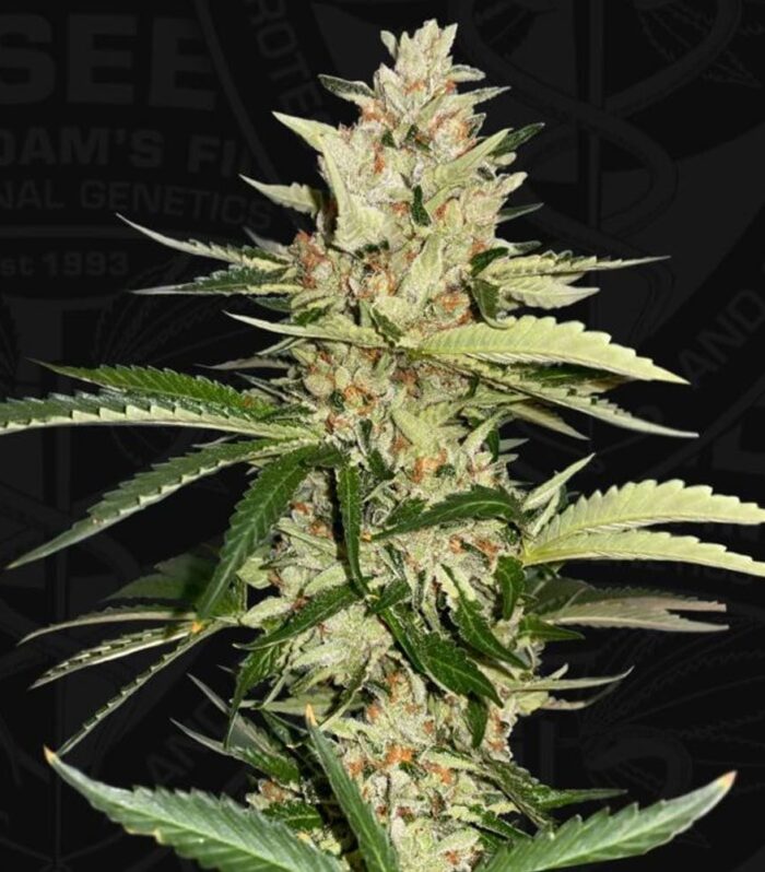Sementes feminizadas Banana Candy Krush Feminized Cannabis Seeds by T.H Seeds