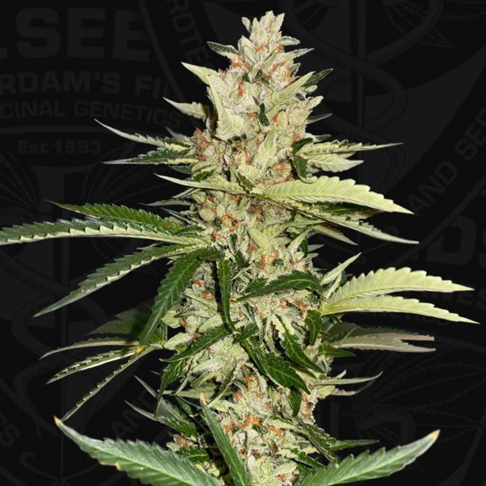 Sementes feminizadas Banana Candy Krush Feminized Cannabis Seeds by T.H Seeds