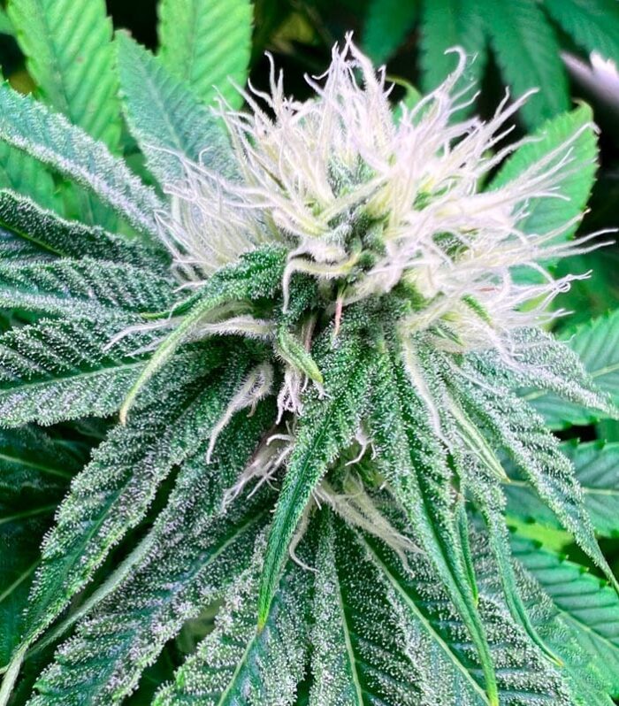 Sementes regulares Banana Dessert – R-Kiem