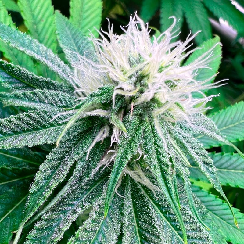 Sementes regulares Banana Dessert – R-Kiem