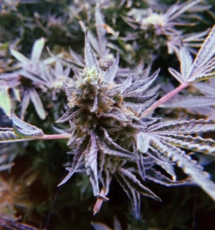 Biker Rush OG by Exhalt Genetics – Uncategorized