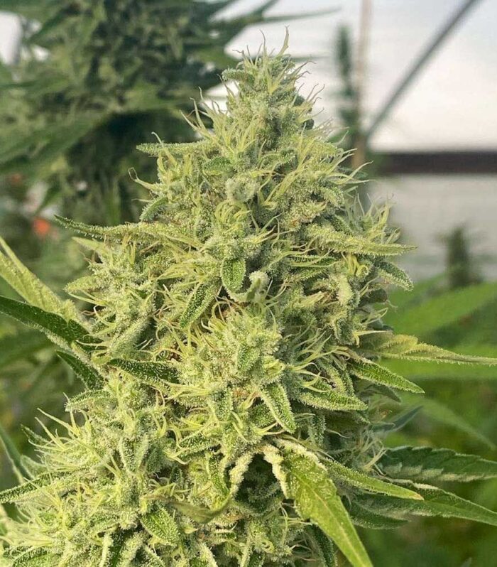 Sementes feminizadas Black Beard – Karma Genetics