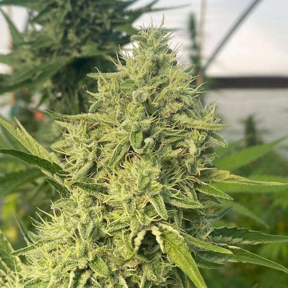 Sementes feminizadas Black Beard – Karma Genetics
