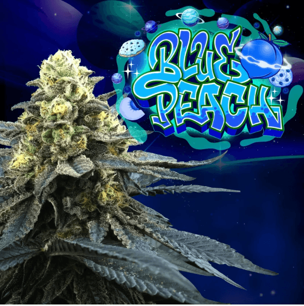 Sementes feminizadas Blue Peach – Perfect Tree