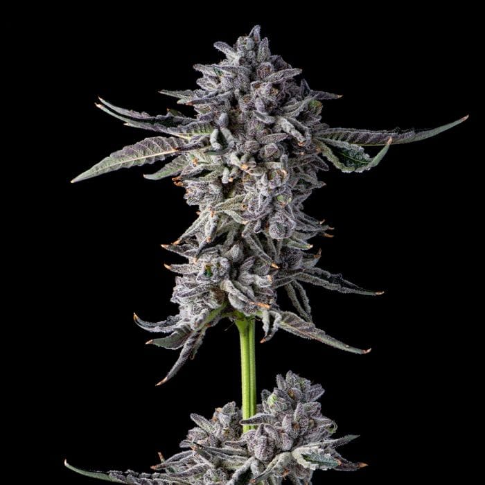 Sementes feminizadas Candy Bezels – Compound Genetics