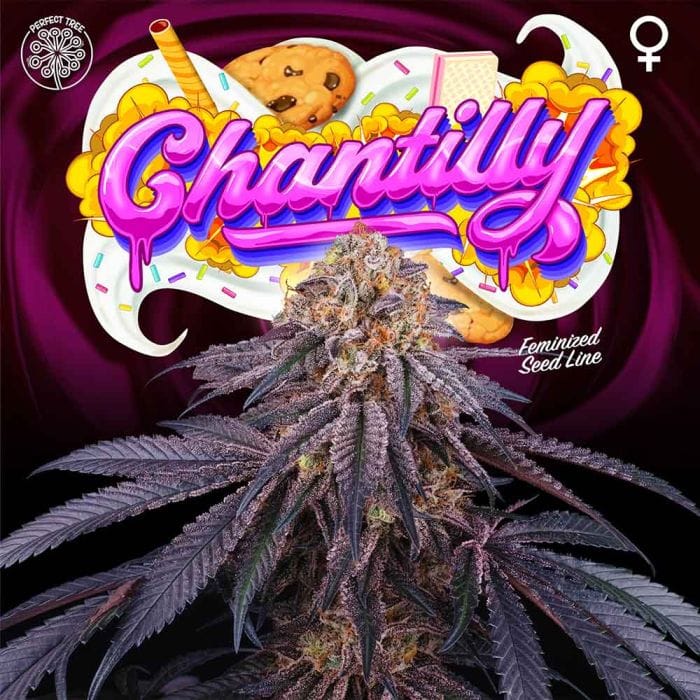 Sementes feminizadas Chantilly – Perfect Tree