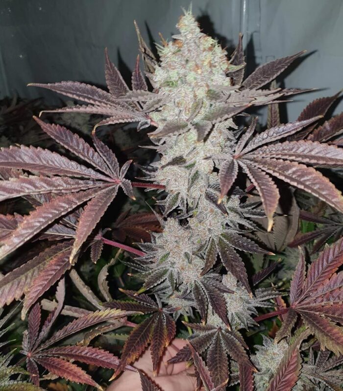Sementes feminizadas Chuntz – Original Big Buddha Family Farms