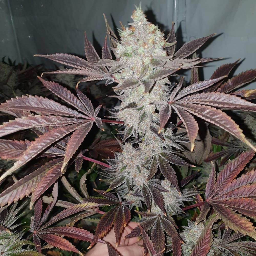 Sementes feminizadas Chuntz – Original Big Buddha Family Farms
