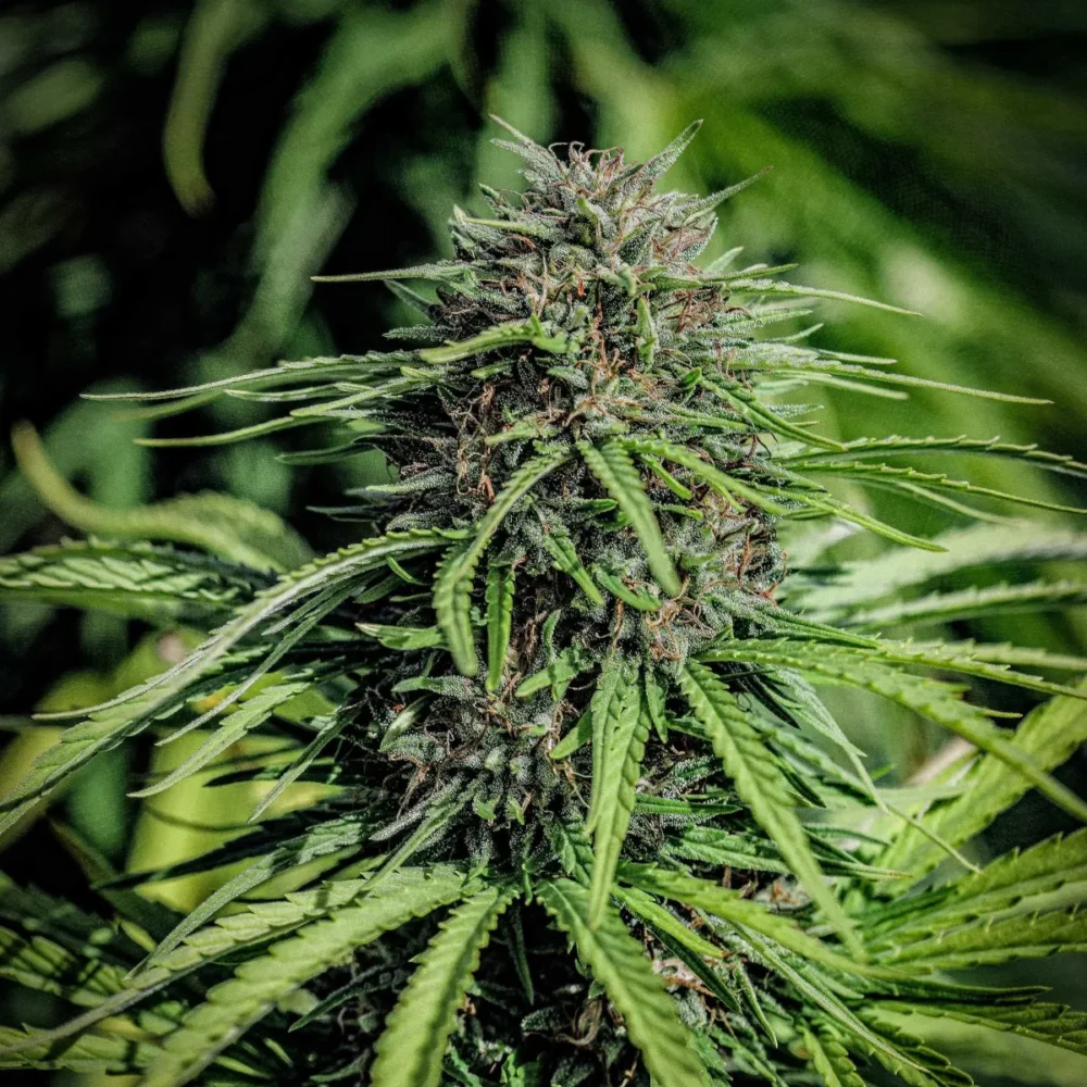 Sementes feminizadas Forbidden V – GTR Seeds