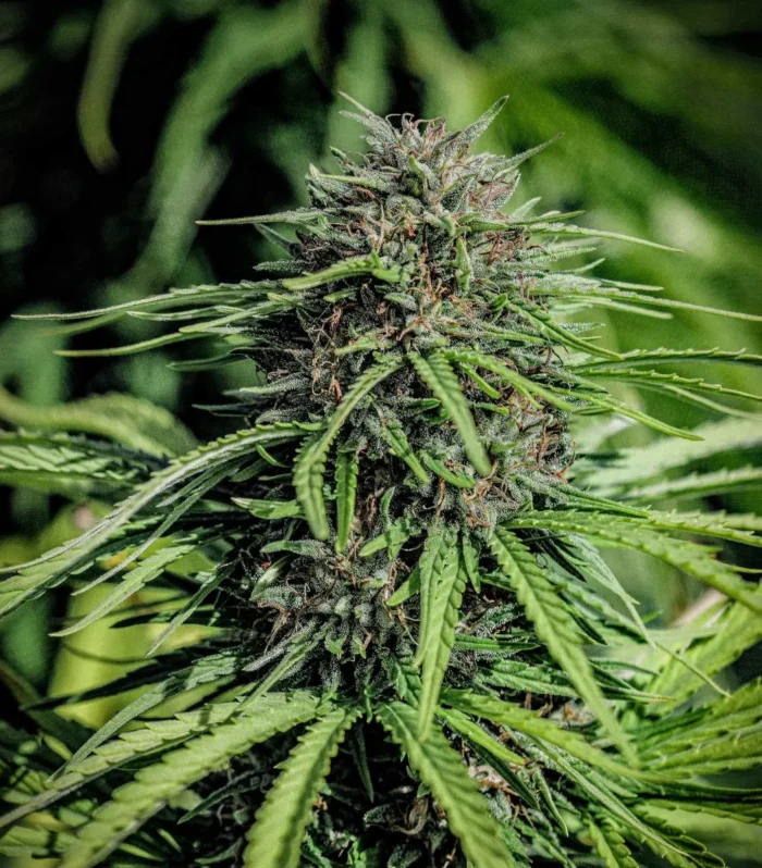 Sementes feminizadas Forbidden V – GTR Seeds