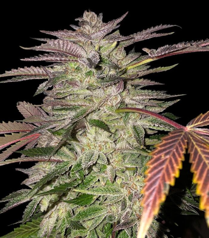 Sementes feminizadas Gelato Cake Female by T.H.Seeds