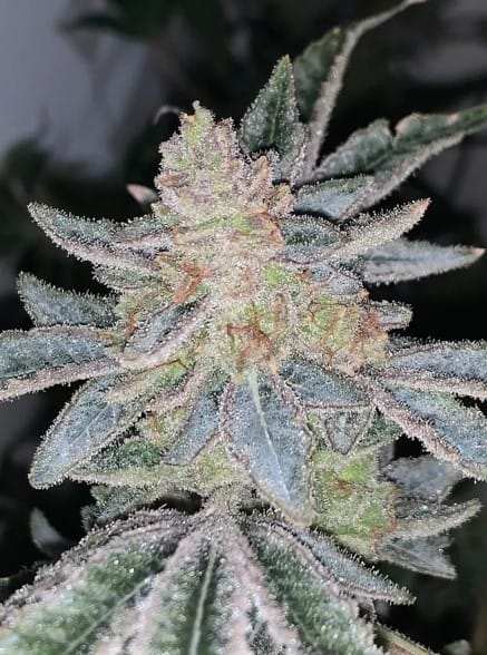 Gelato Space Princess by Exhalt Genetics – Uncategorized