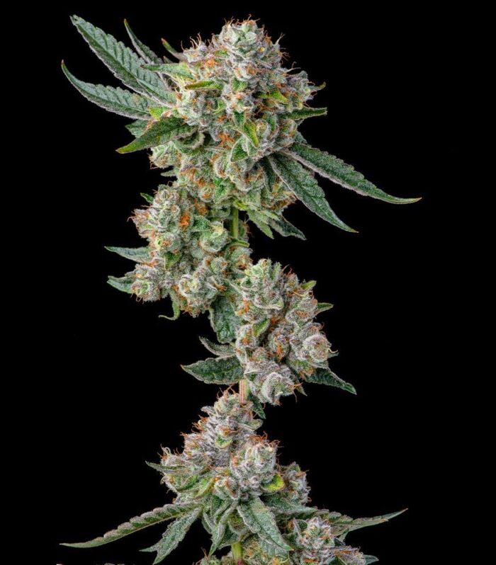 Sementes feminizadas Glue 31 – Compound Genetics