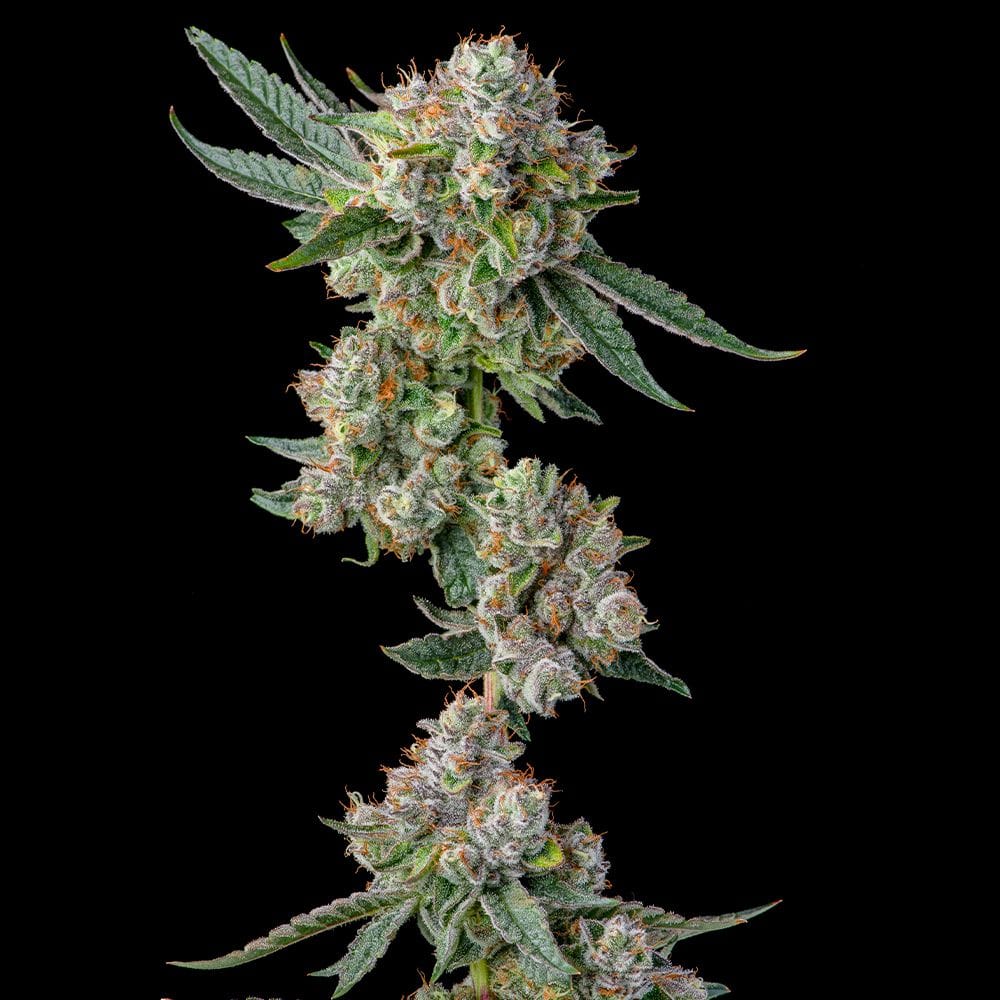 Sementes feminizadas Glue 31 – Compound Genetics