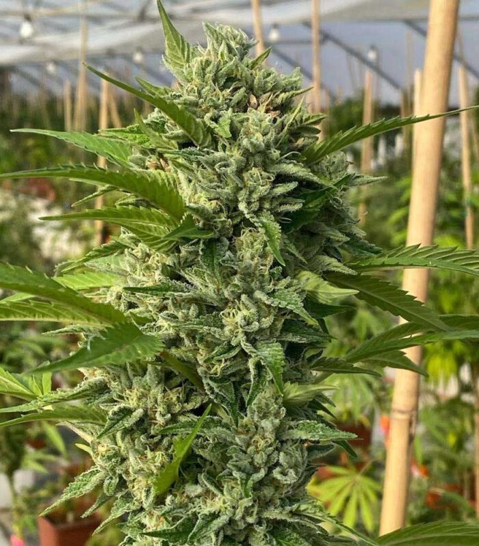 Sementes feminizadas Goji Biker – Karma Genetics