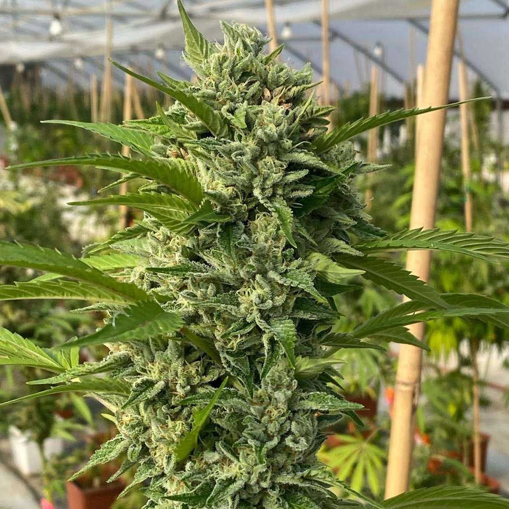 Sementes feminizadas Goji Biker – Karma Genetics