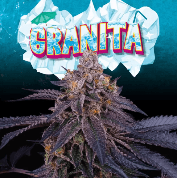 Sementes feminizadas Granita – Perfect Tree